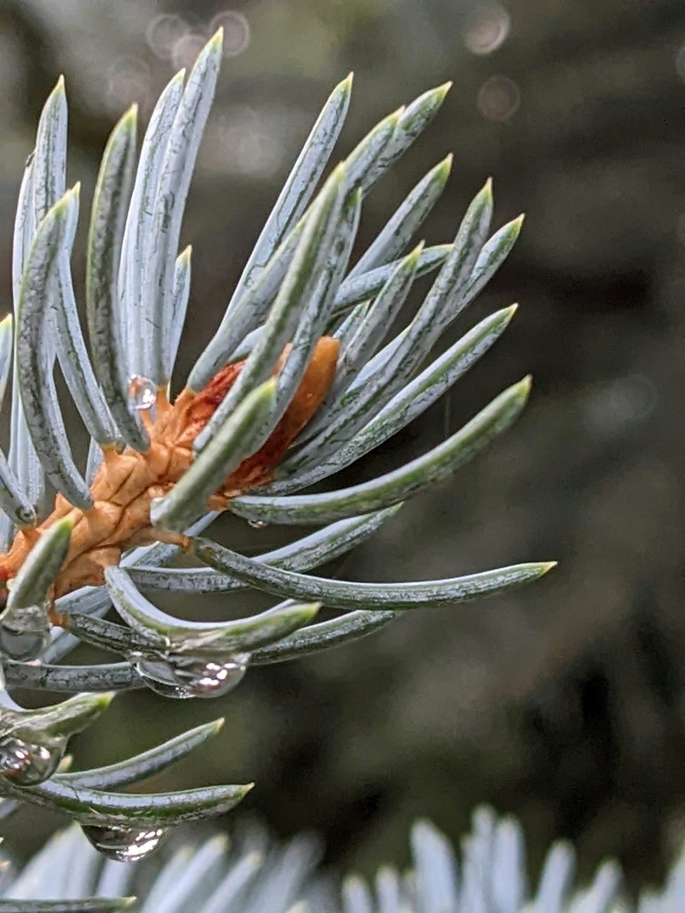 a close up of a plant