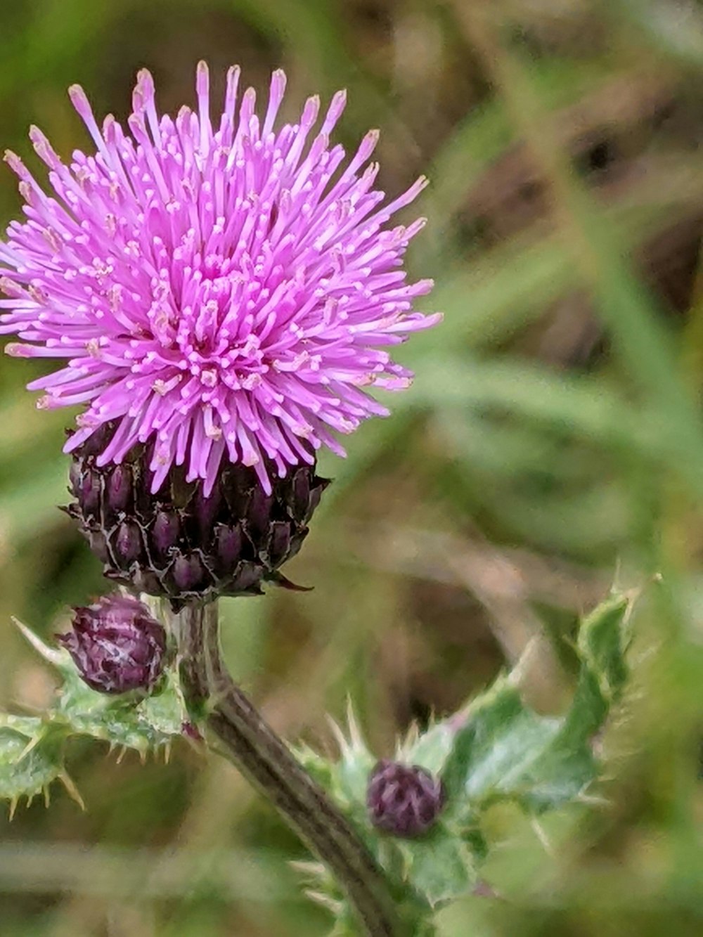 una flor púrpura en una planta