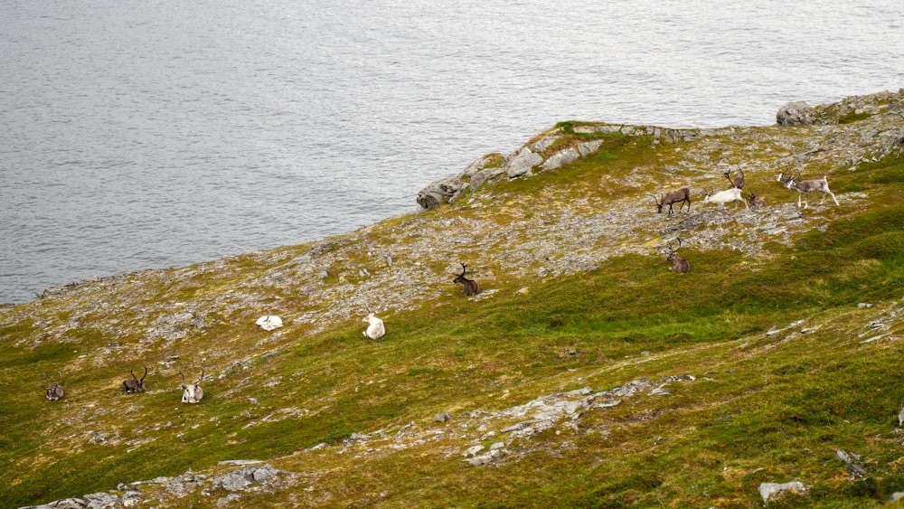 a group of animals on a grassy hill by the water