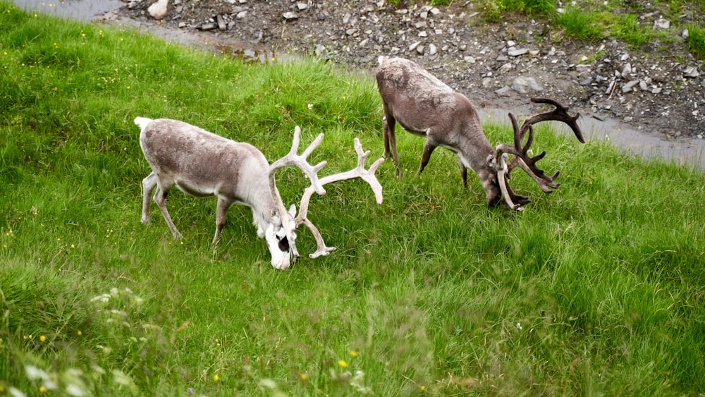 a group of animals with antlers grazing in a grassy area
