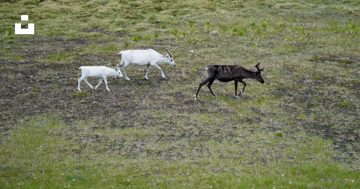 A group of animals running in a field photo – Free Nordkapp Image on ...