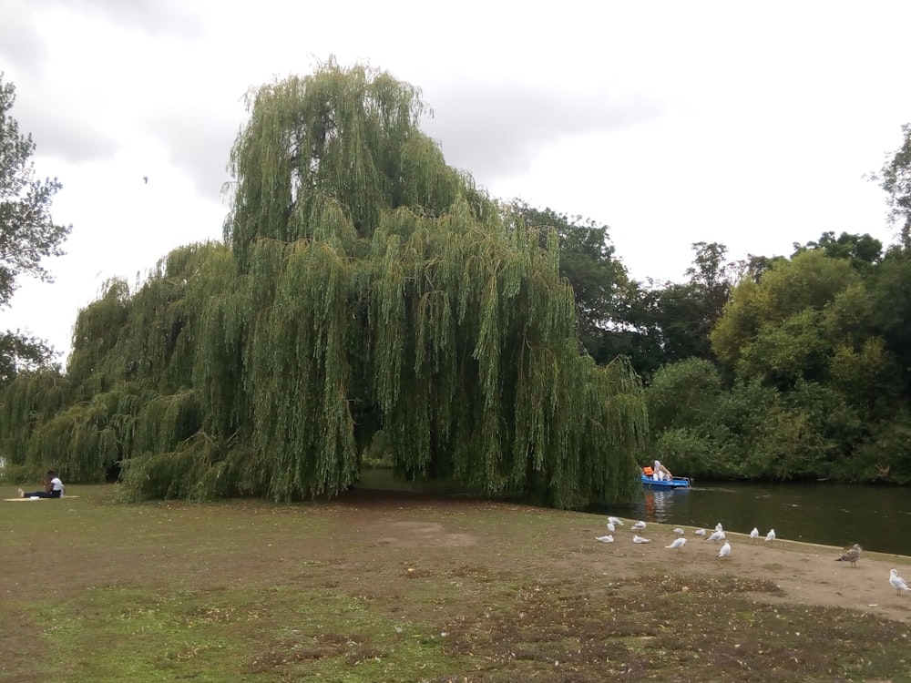 a group of birds on a river