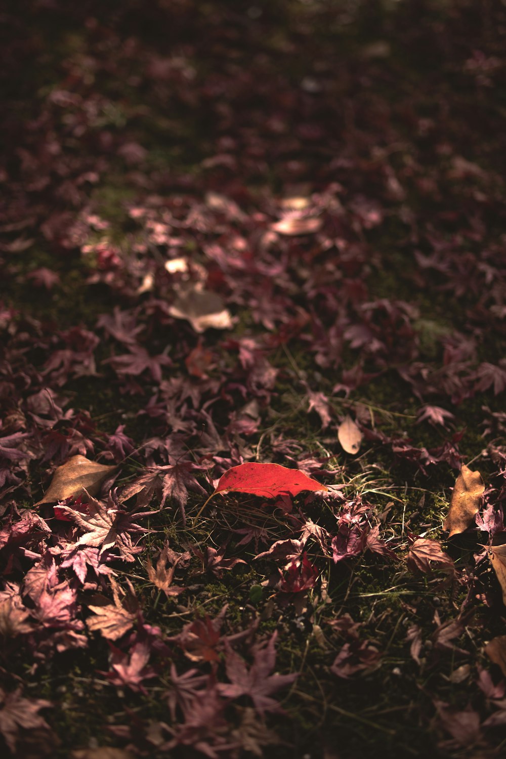 una foglia rossa sul terreno