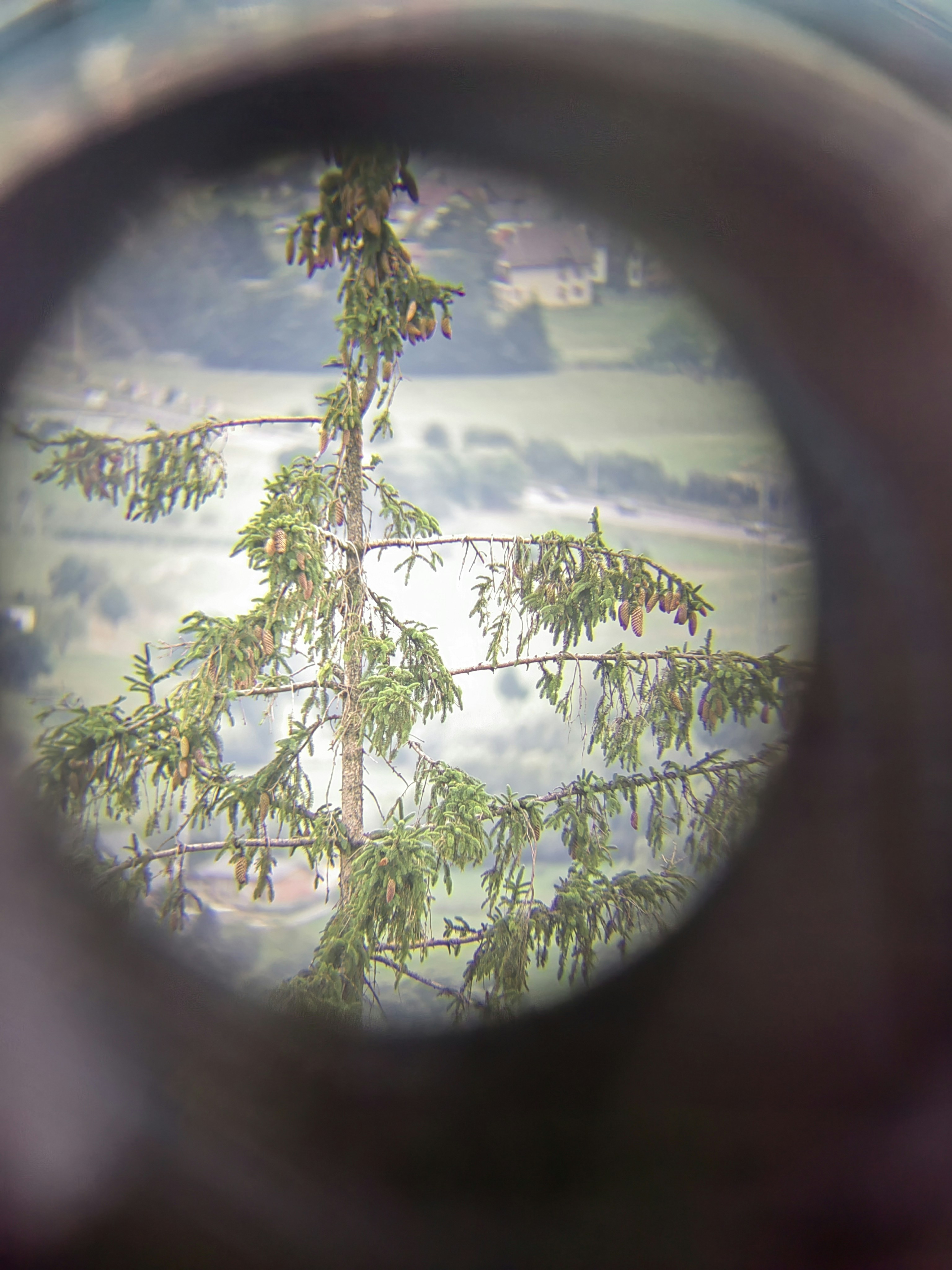 a tree with a house in the background
