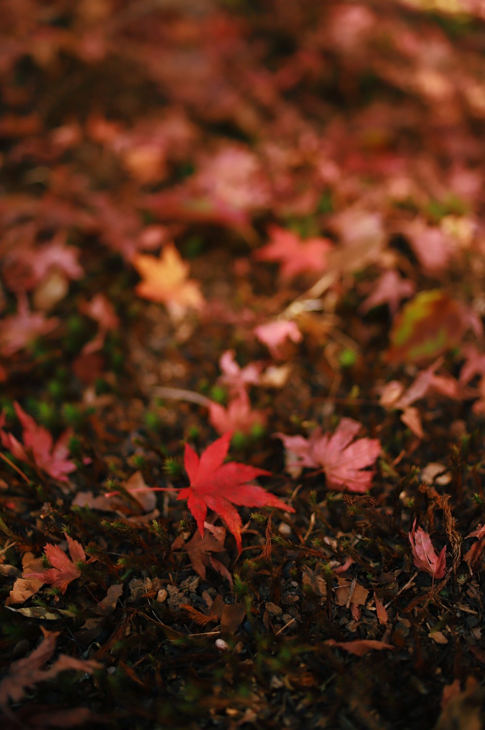 a group of colorful leaves