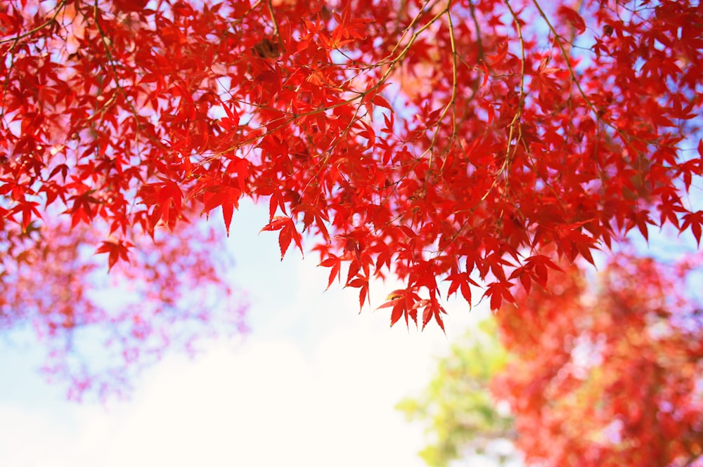 a close up of a tree