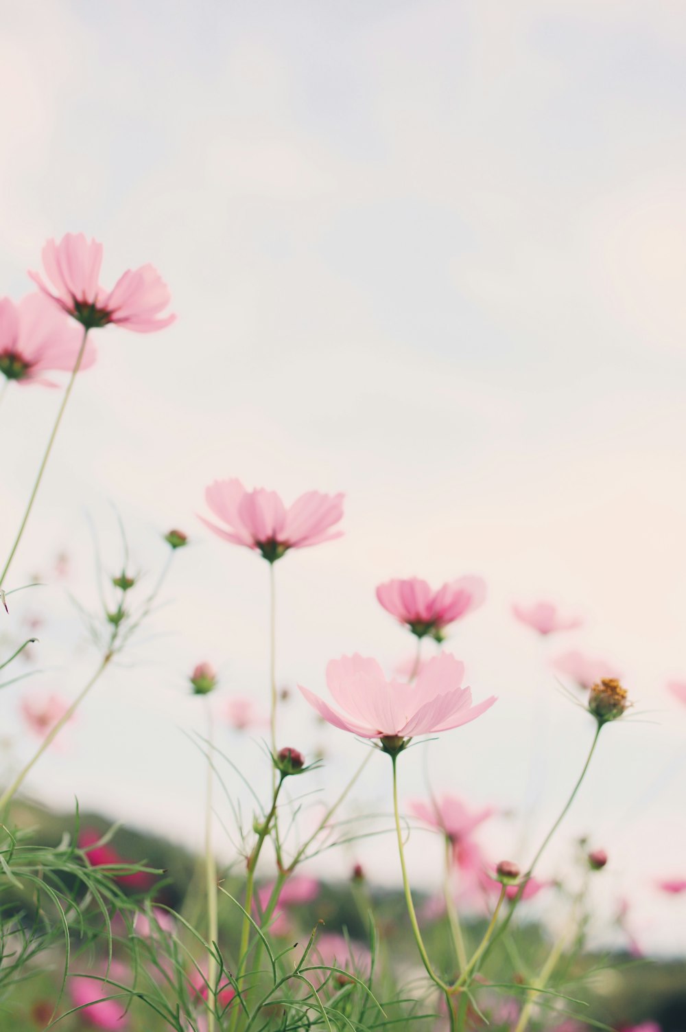 a group of pink flowers