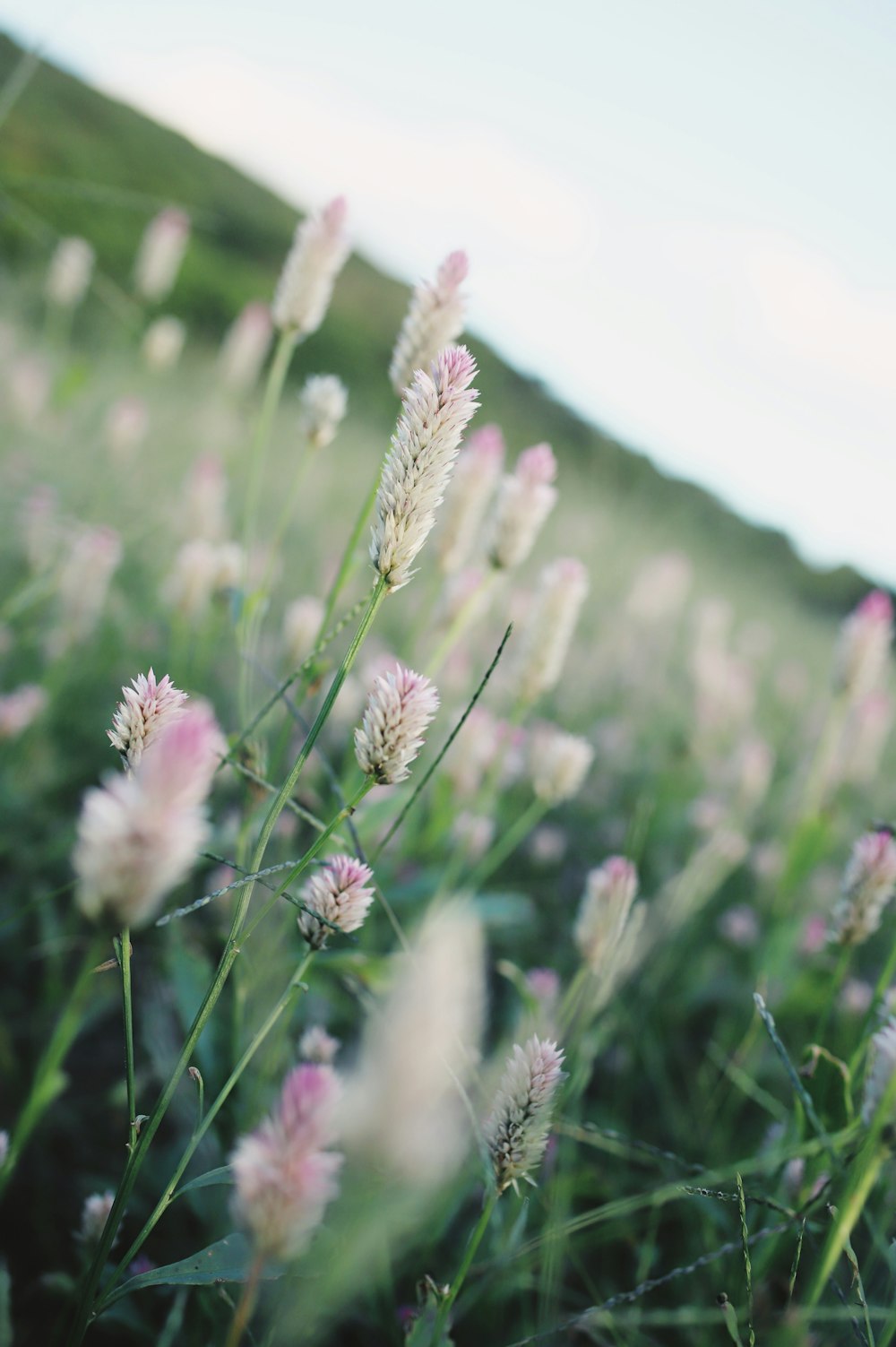 a close up of some flowers