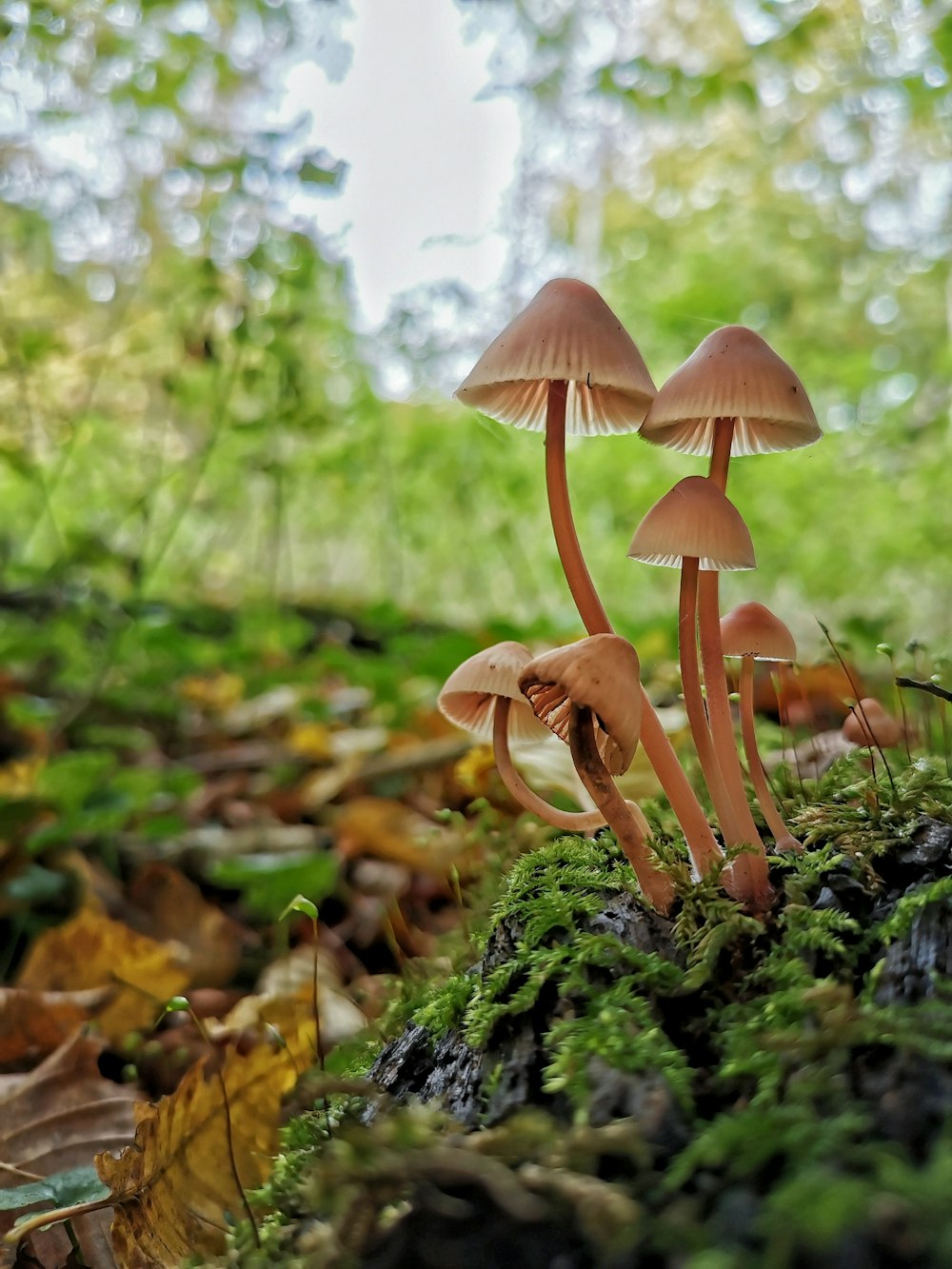 a group of mushrooms growing in the woods