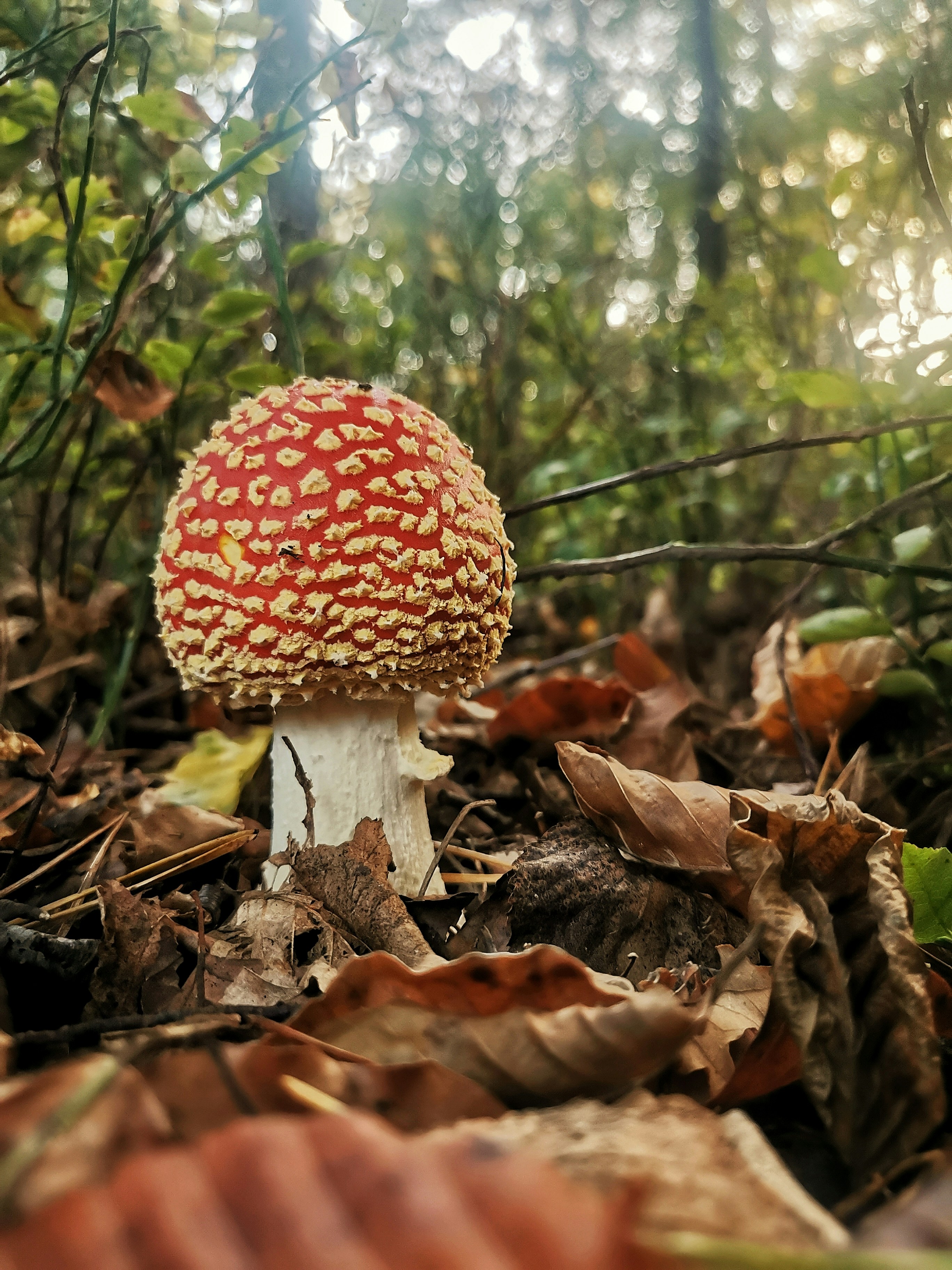 Ein Pilz, der in einem Wald wächst