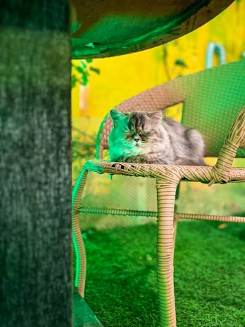 A fluffy cat is sitting on a wicker chair with its eyes closed, surrounded by a vibrant green environment. The scene suggests a peaceful garden setting with a blurred background that highlights the cat and chair.