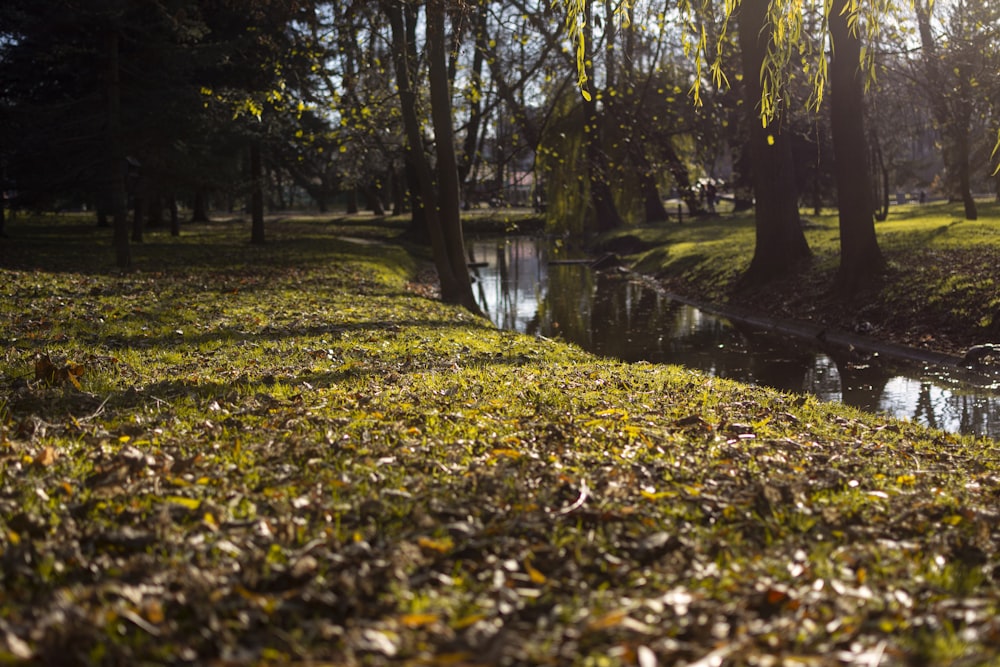 a stream in a park