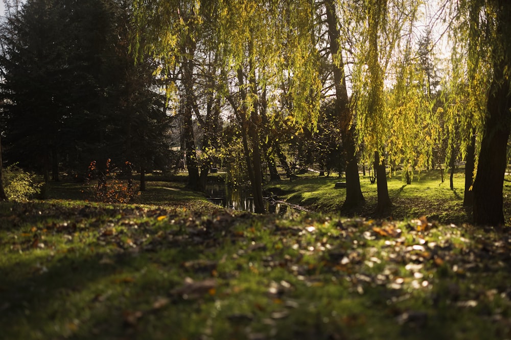 a path through a forest