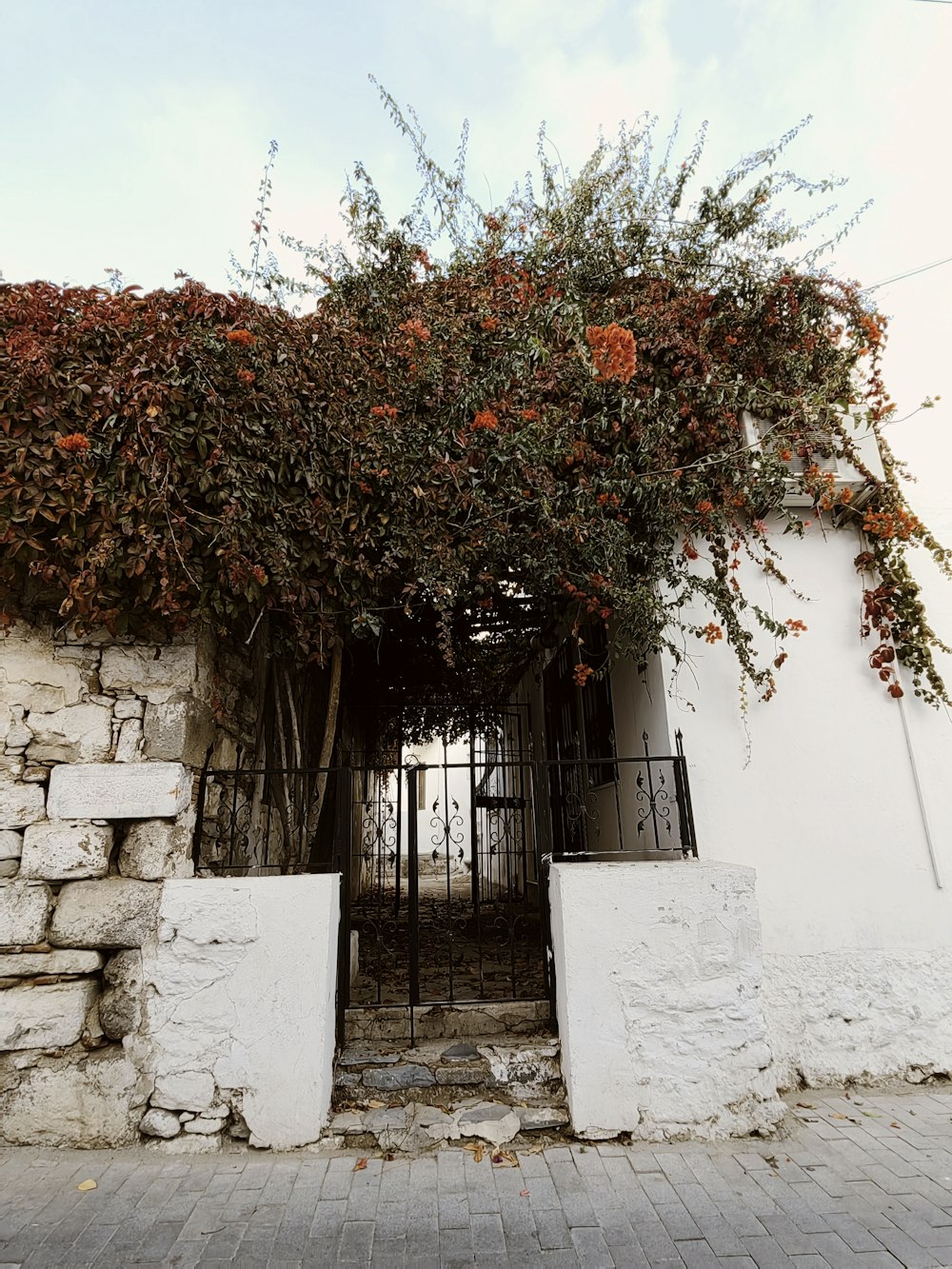 a tree with orange leaves