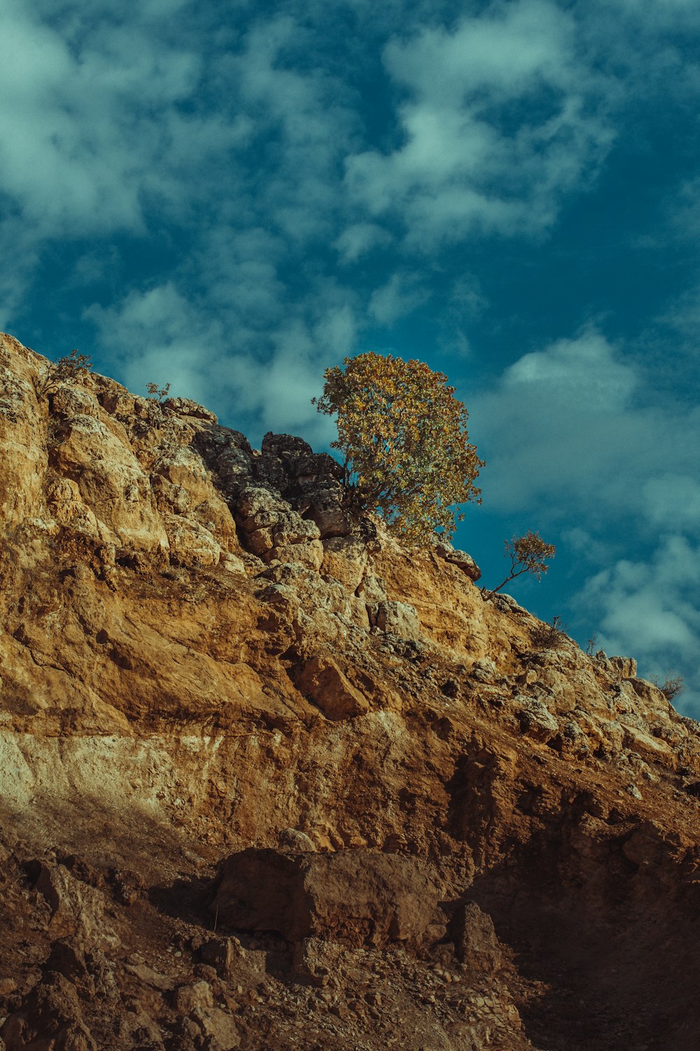 a tree on a rocky cliff