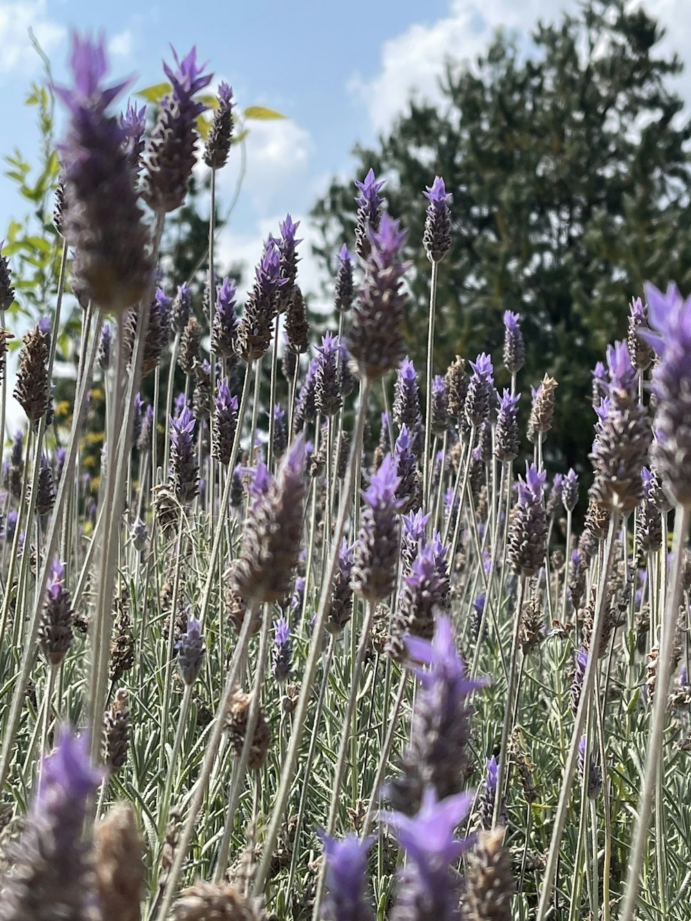 a close up of purple flowers