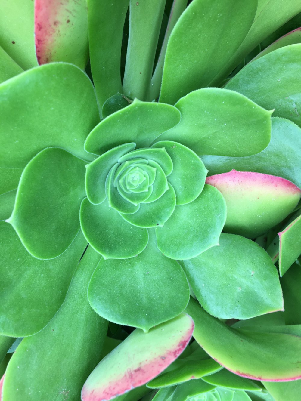 a close up of a plant