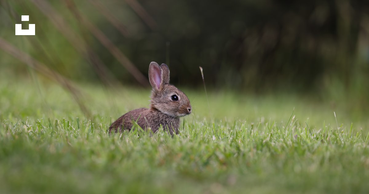 A rabbit in the grass photo – Free Wild rabbit Image on Unsplash