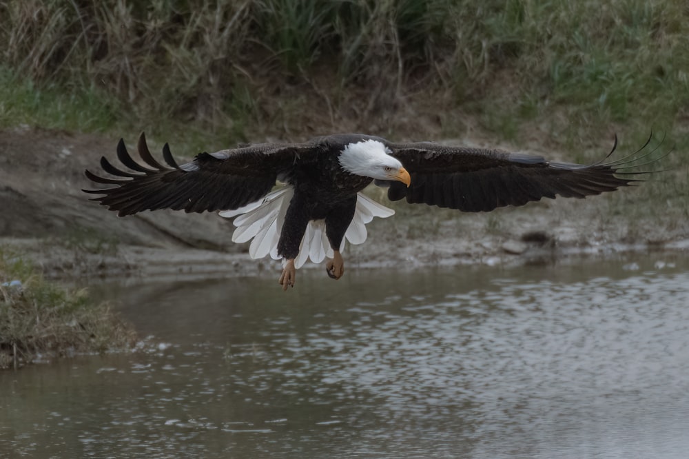 a bald eagle landing on a river