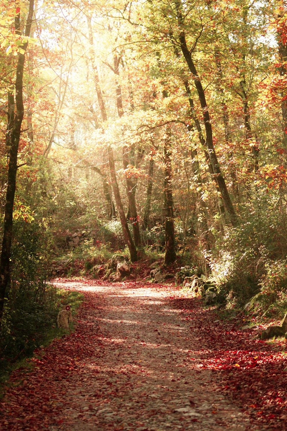 a path through a forest