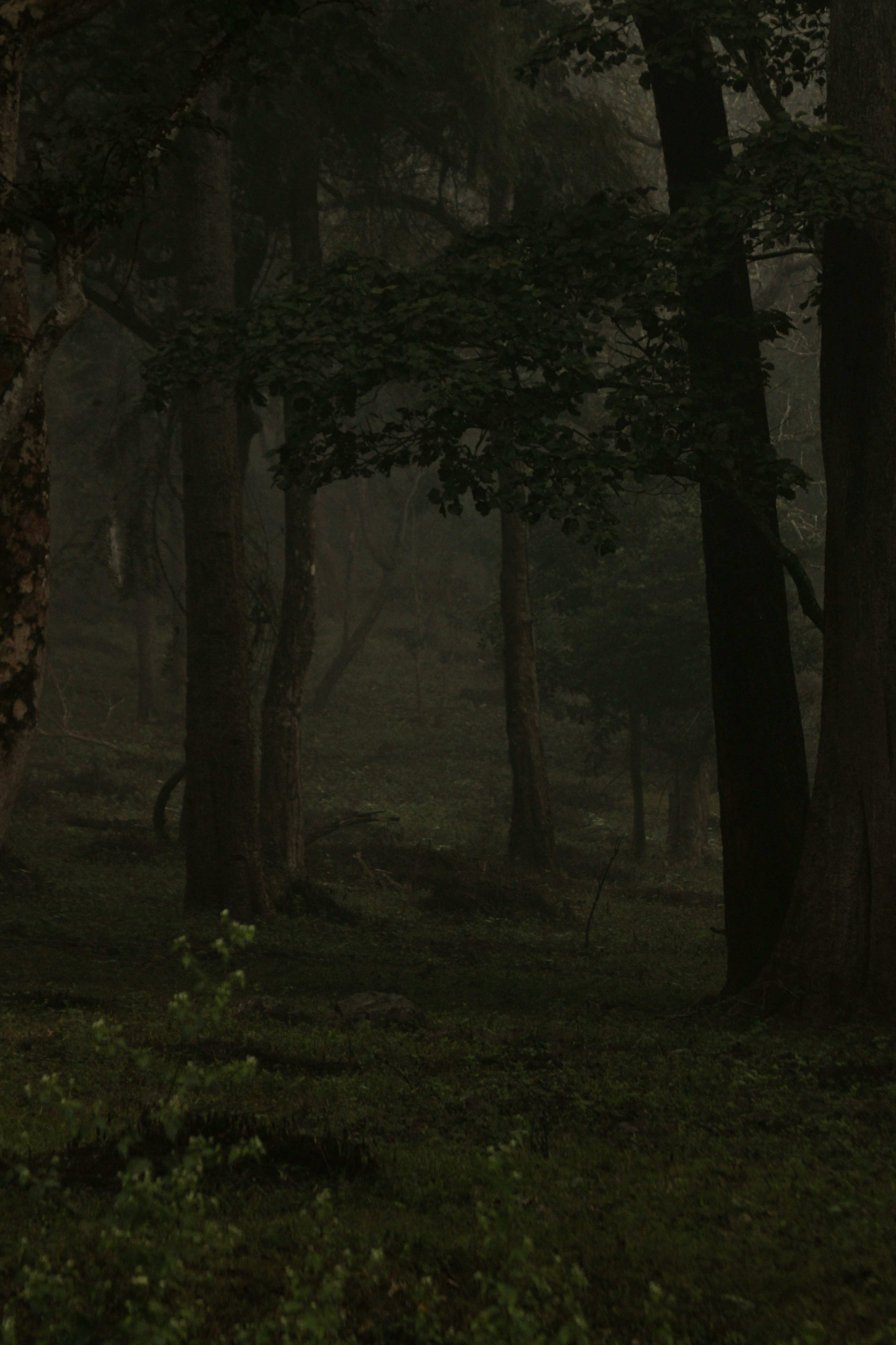 Photo by nandan_upadhya