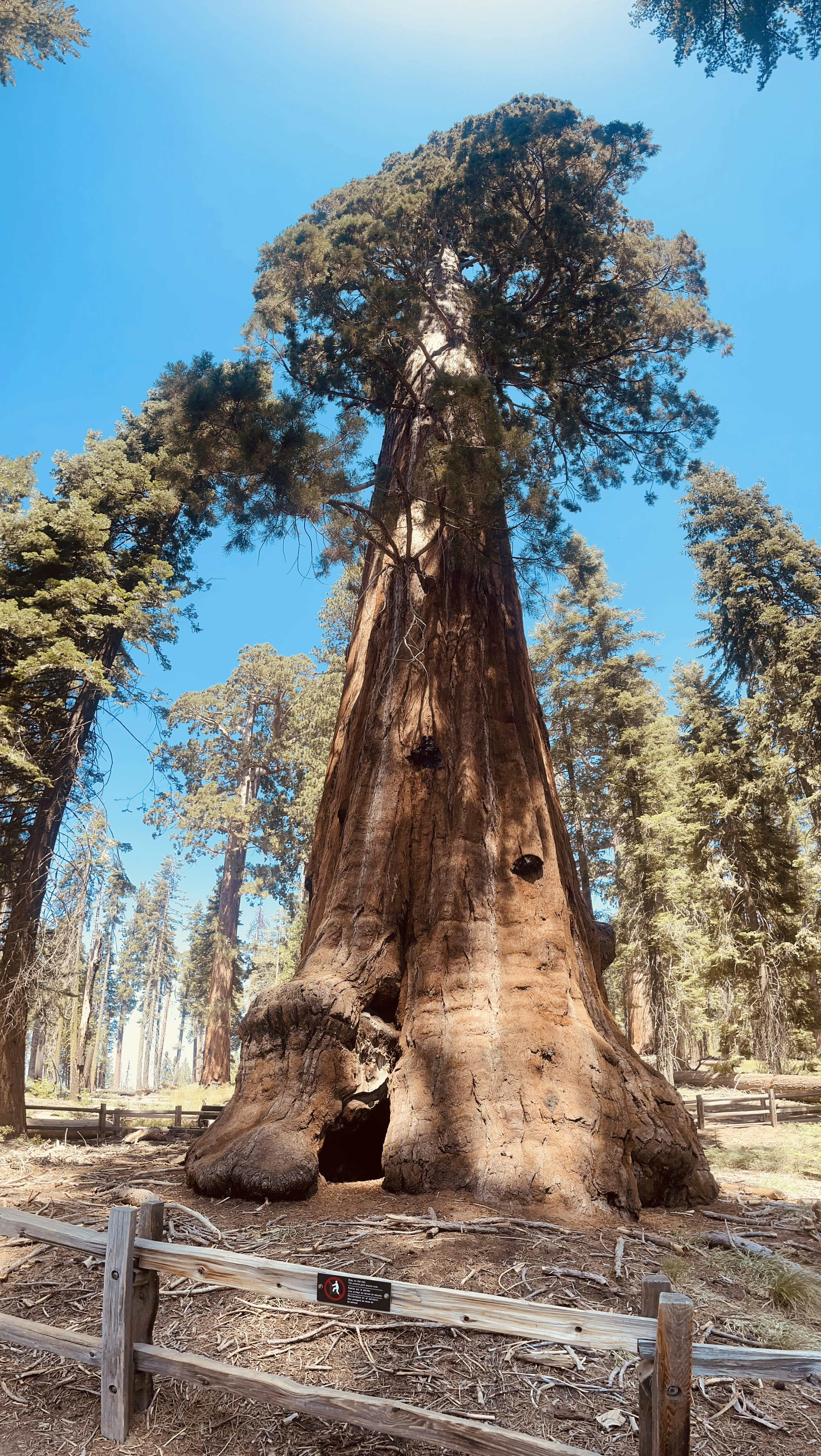 枝の多い大きな木