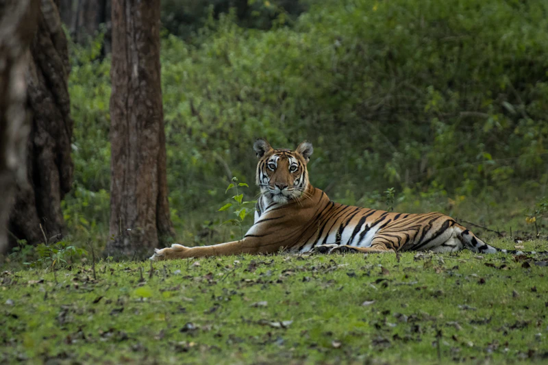 Royal Bengal Tiger walking through tall grassland