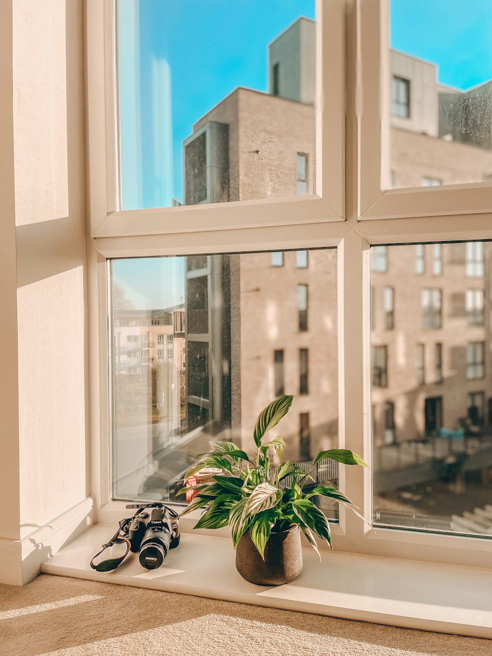 a plant in a pot in front of a window