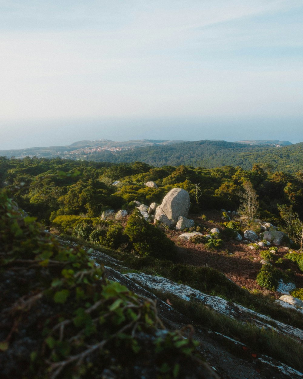 a landscape with trees and rocks