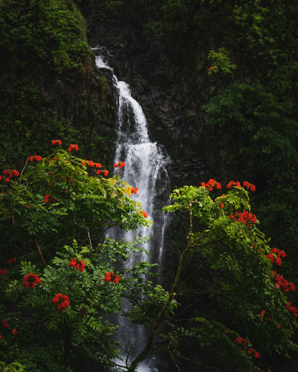 a waterfall in a forest