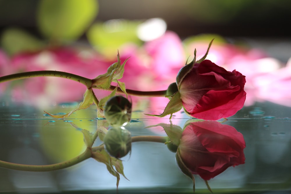 a close up of a rose