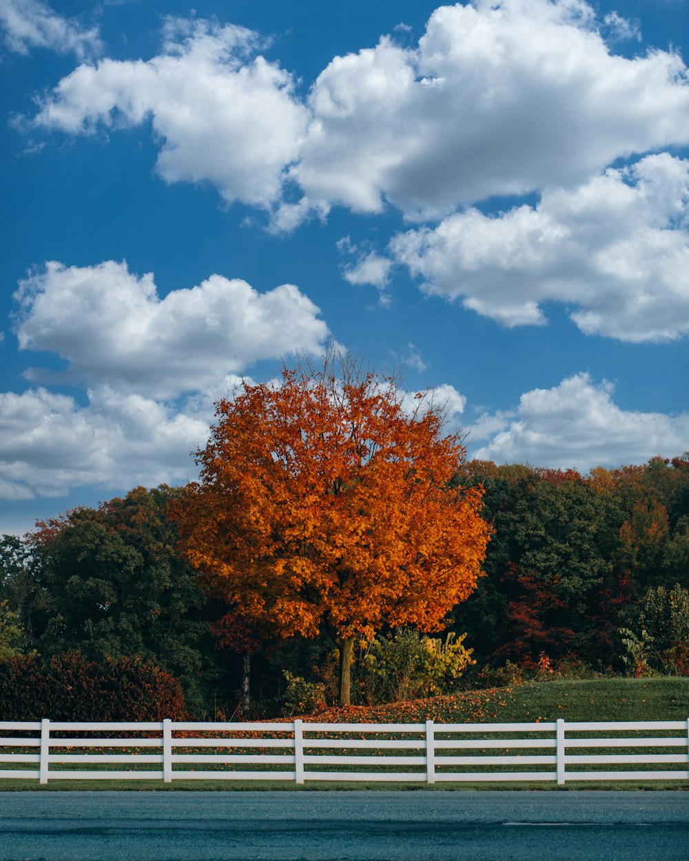 a tree with orange leaves