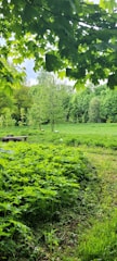 A lush, green landscape with a variety of vegetation, including a mix of mature trees and dense ground foliage. The area is surrounded by a canopy of leaves, creating a peaceful, natural environment.