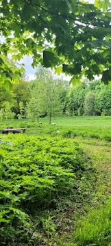 A lush, green landscape with a variety of vegetation, including a mix of mature trees and dense ground foliage. The area is surrounded by a canopy of leaves, creating a peaceful, natural environment.