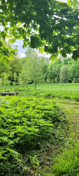 A lush green landscape with diverse plants and trees.
