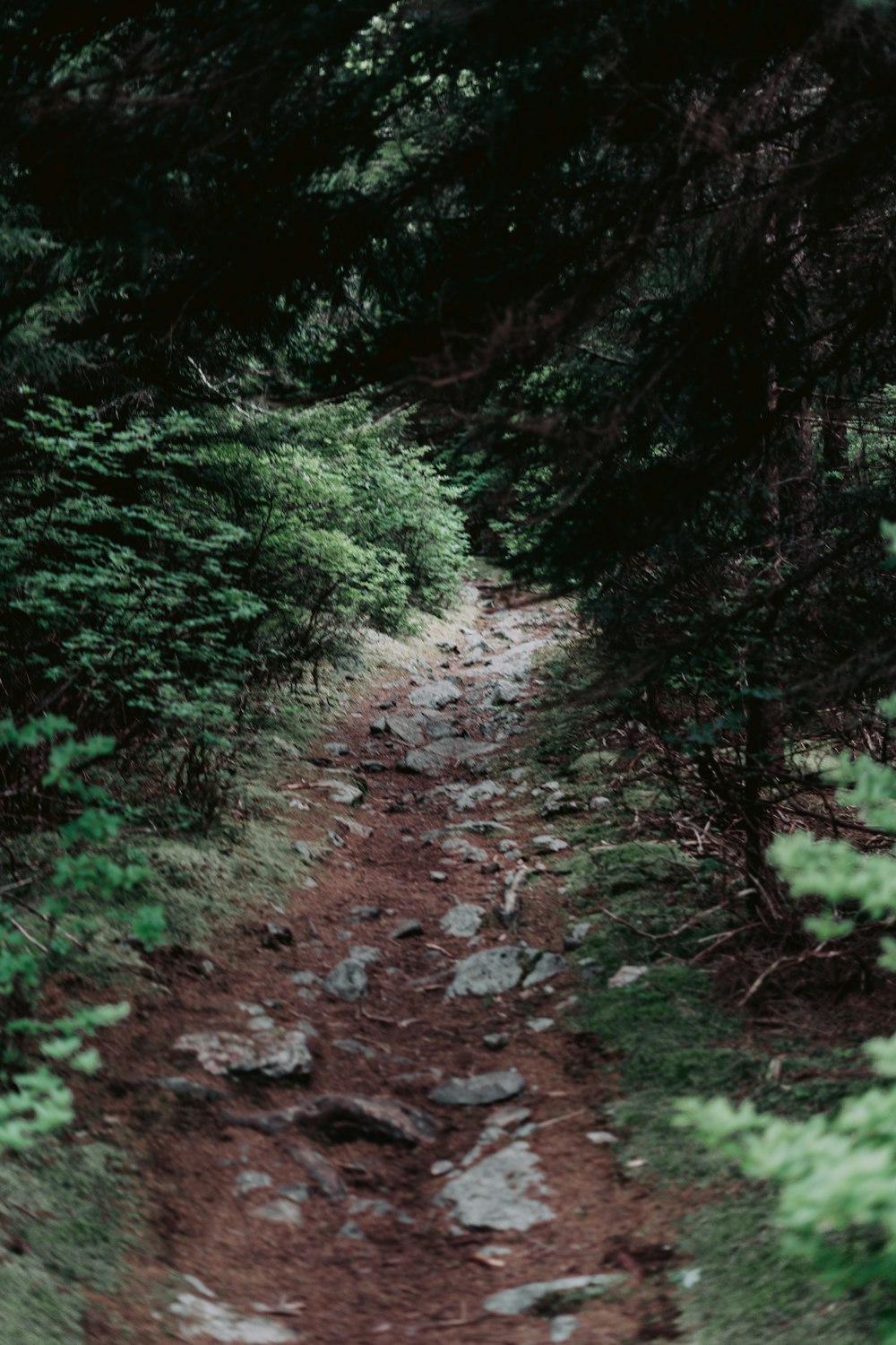 a creek in a forest