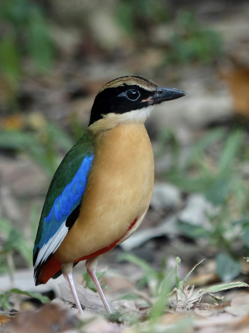 Un oiseau à la tête colorée