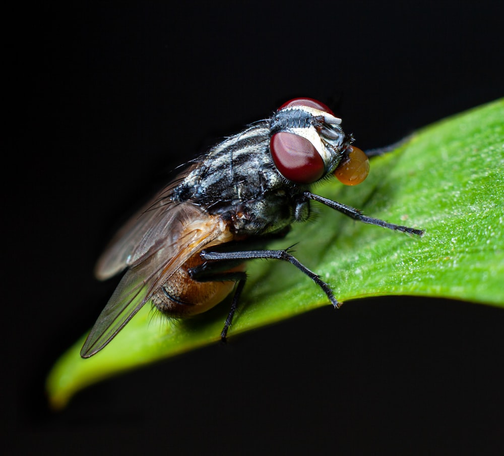 Nahaufnahme einer Fliege