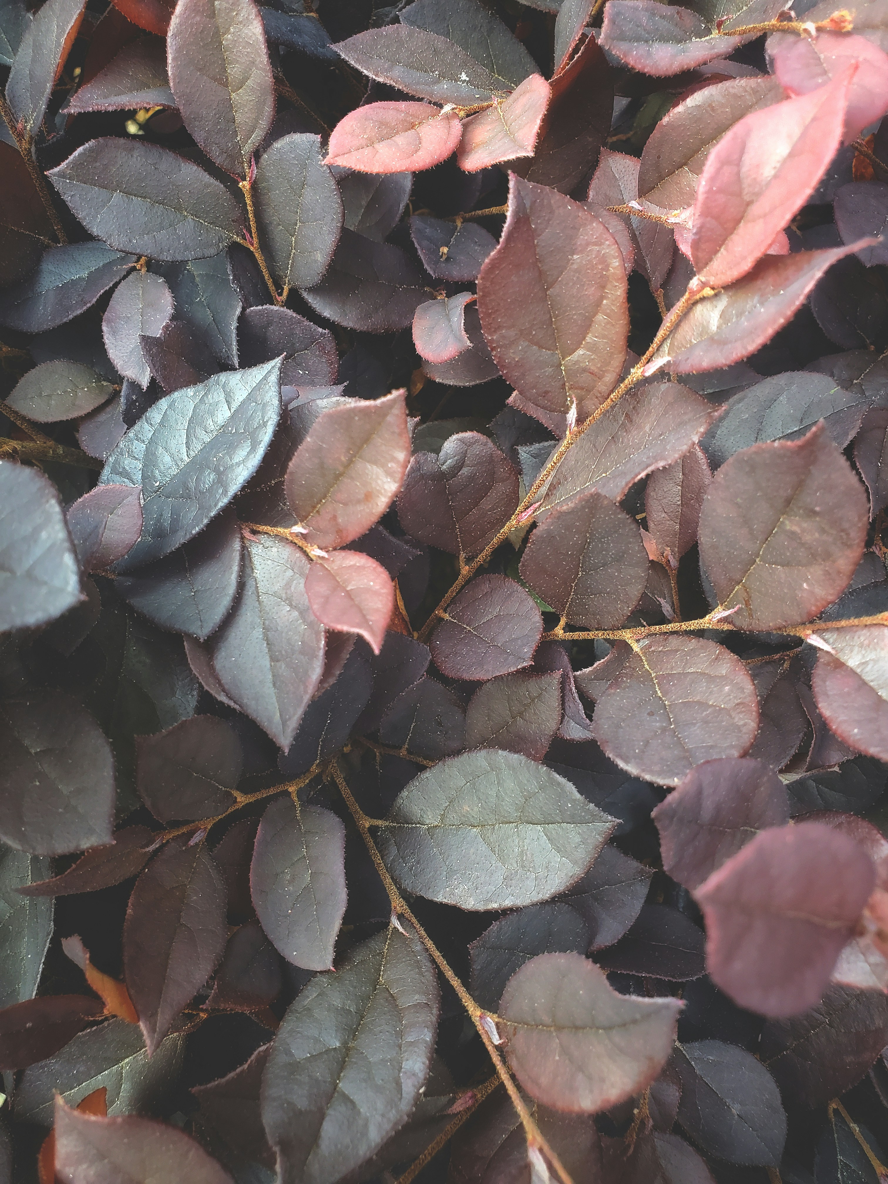 Photo by clovegrove7