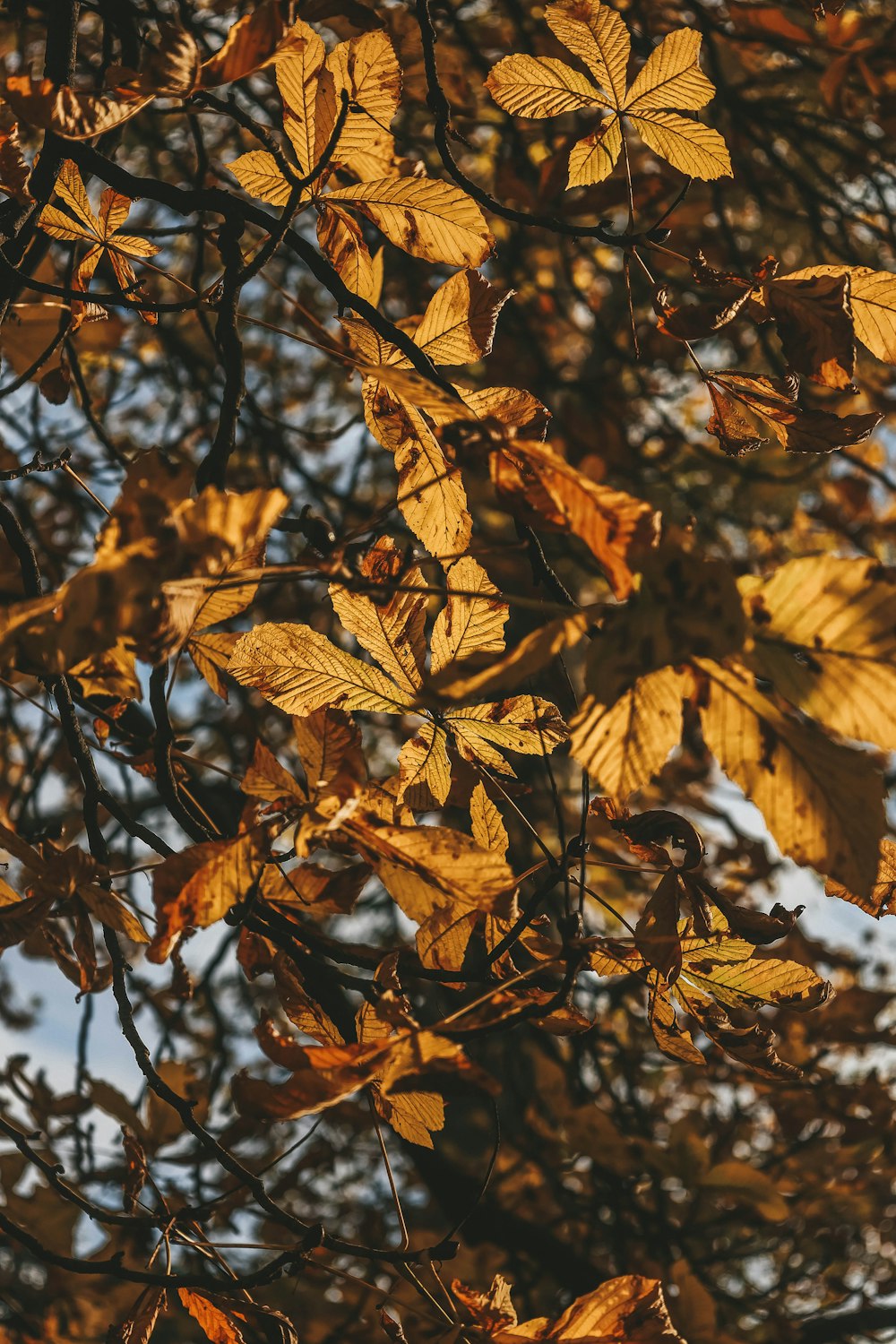 a tree with yellow leaves