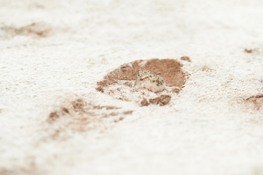 a brown and white rock on a white surface