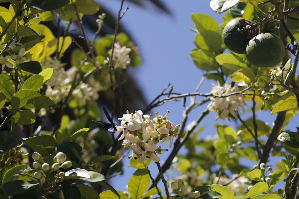 a tree with white flowers