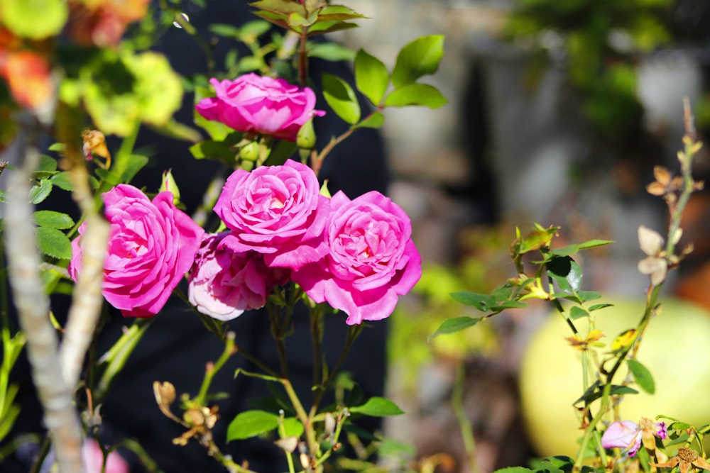 a group of pink flowers