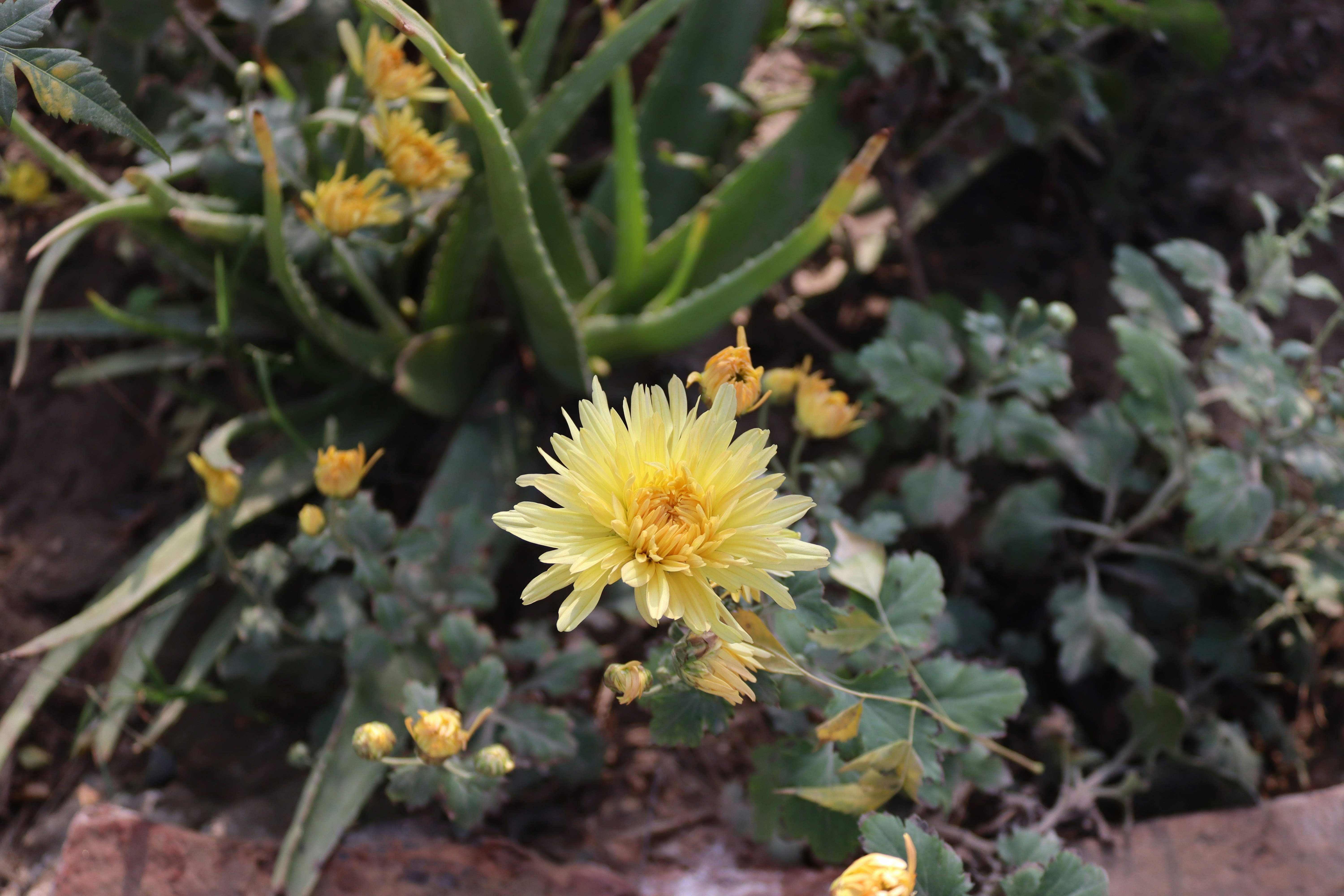 a yellow flower in a garden