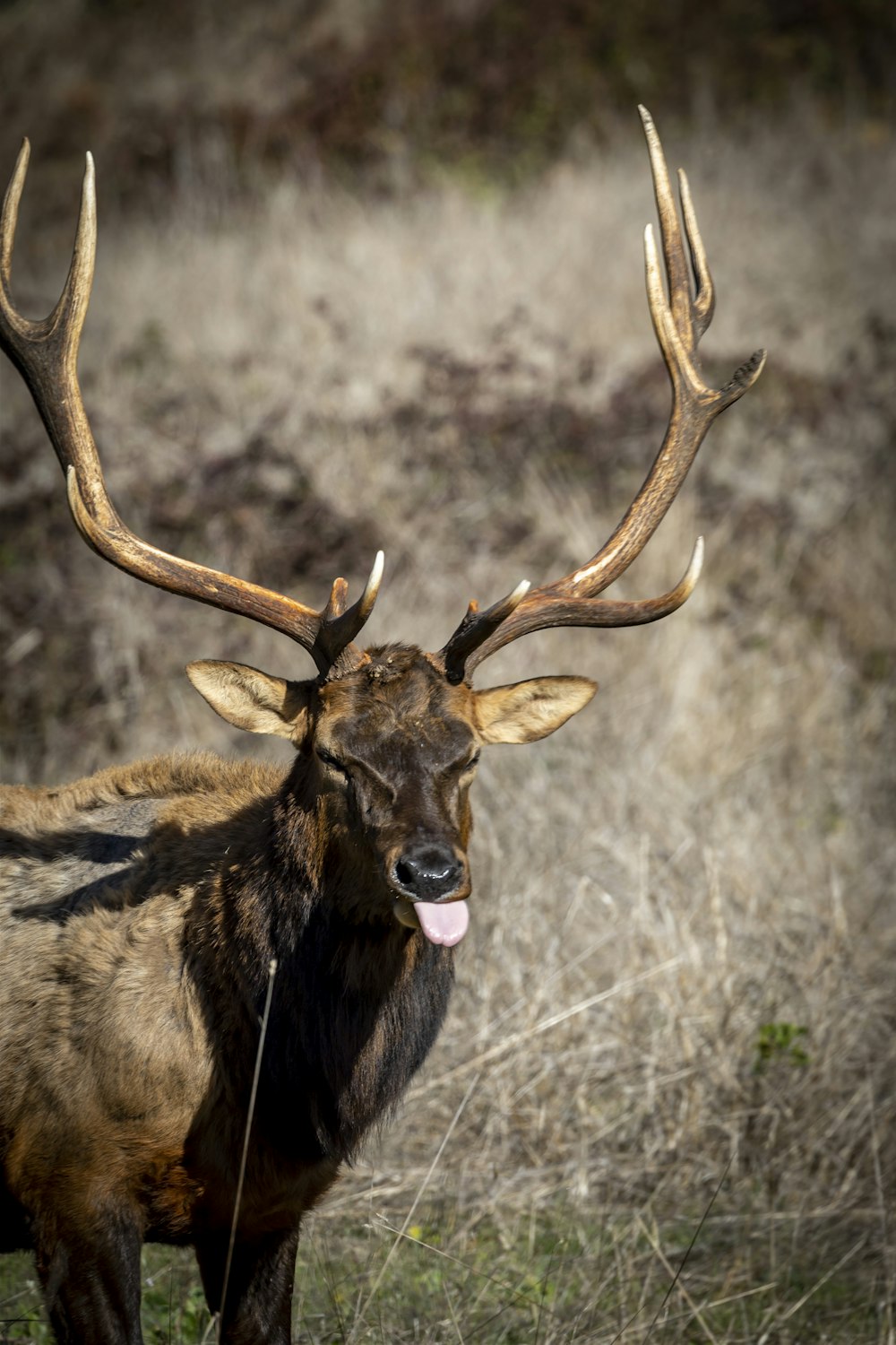 a deer with antlers