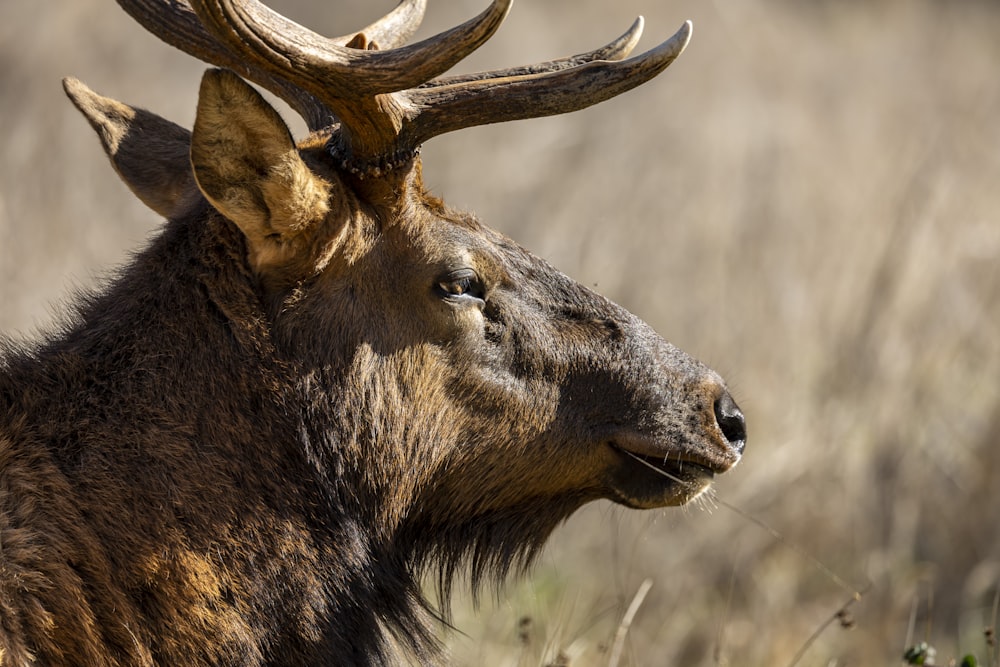 a close up of a deer