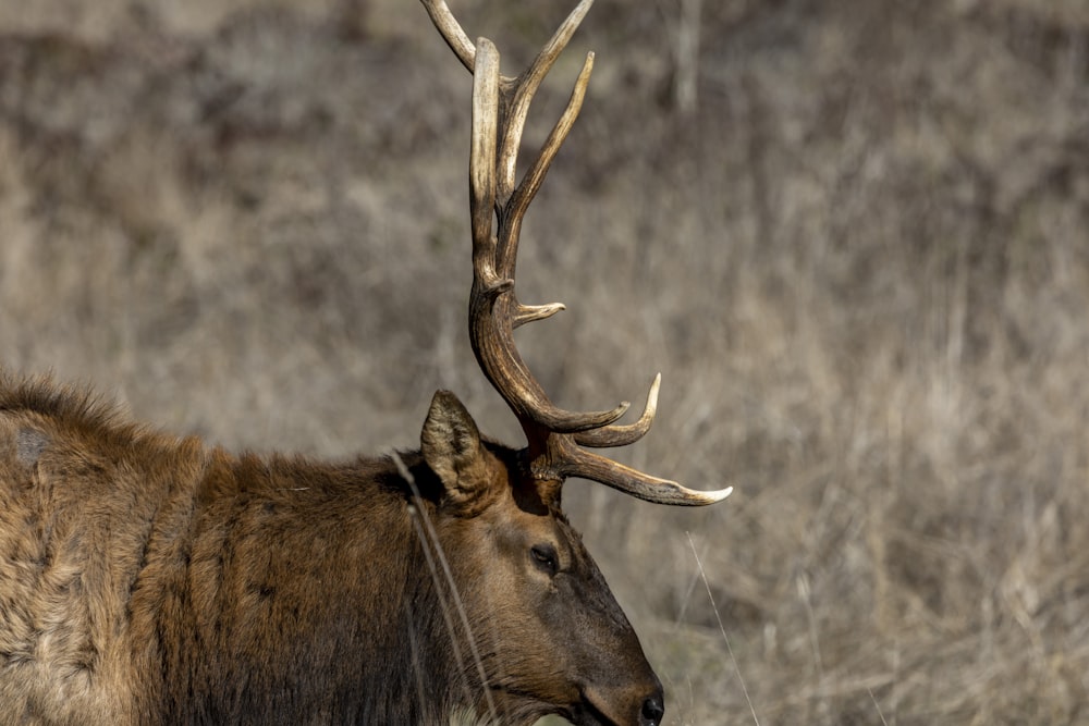 a deer with antlers