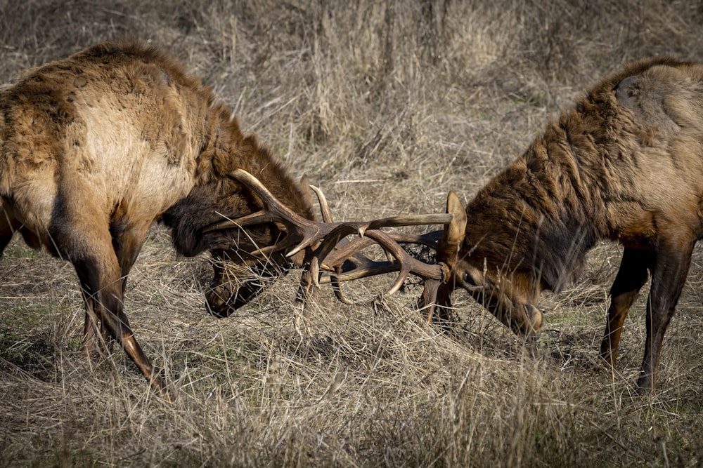 a couple of deer eating grass