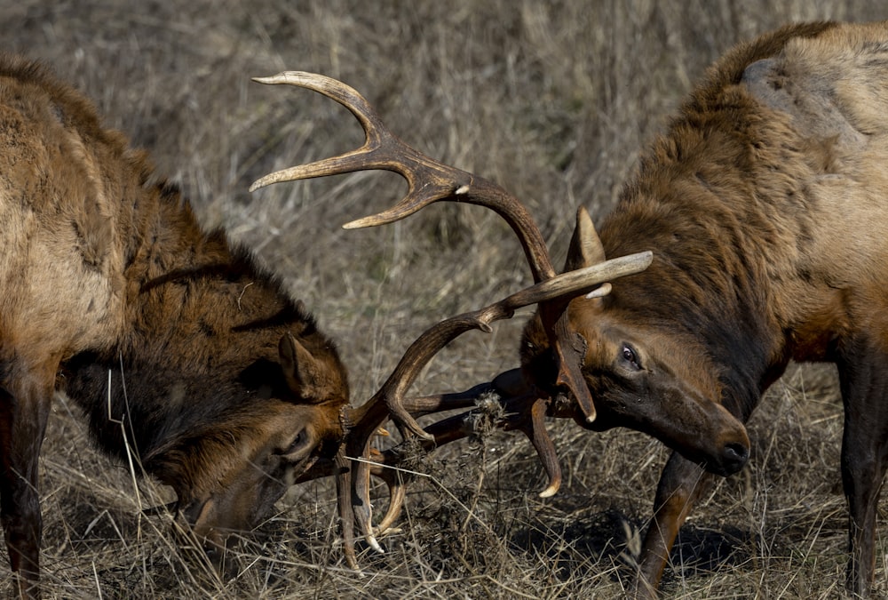 a group of deer with antlers