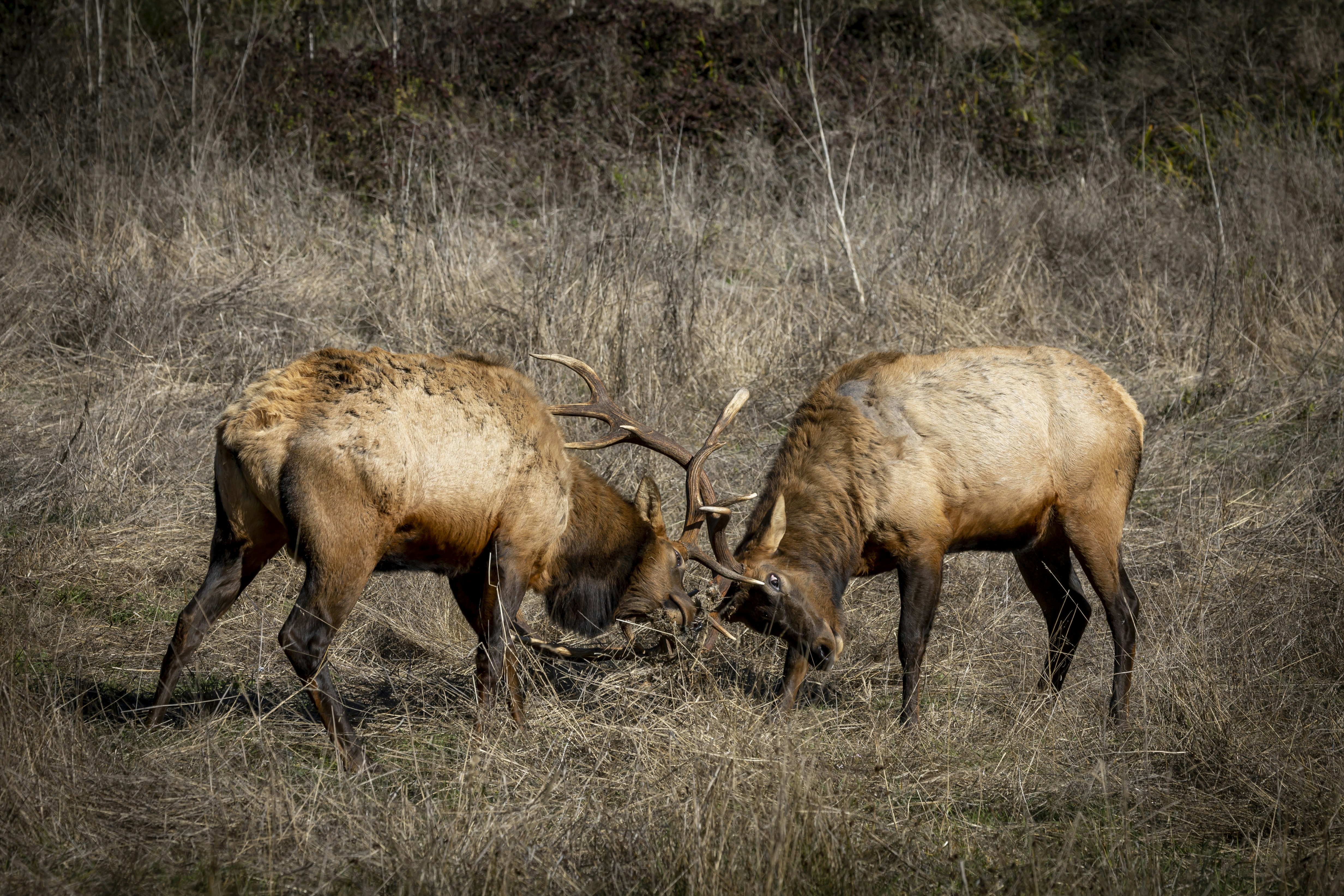 Photo by leo_visions_